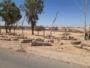 جريمة بيئية.. إعدام العشرات من الأشجار المعمرة بجماعة آيت ايمور.
