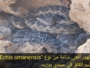 آسفي. ظهور أفعى سامة من نوع “Echis omanensis” يثير القلق في سيدي بوزيد