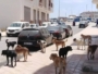 الكلاب الضالة في آسفي: خطر يومي وحلول ممكنة دون عنف