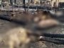 حريق مهول يتسبب في نفوق 30 رأسًا من الغنم بدوار آيت أوفقير نواحي الحوز